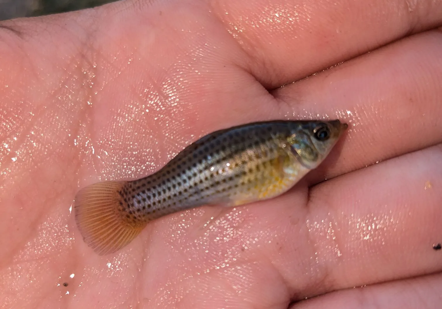 Sailfin Molly