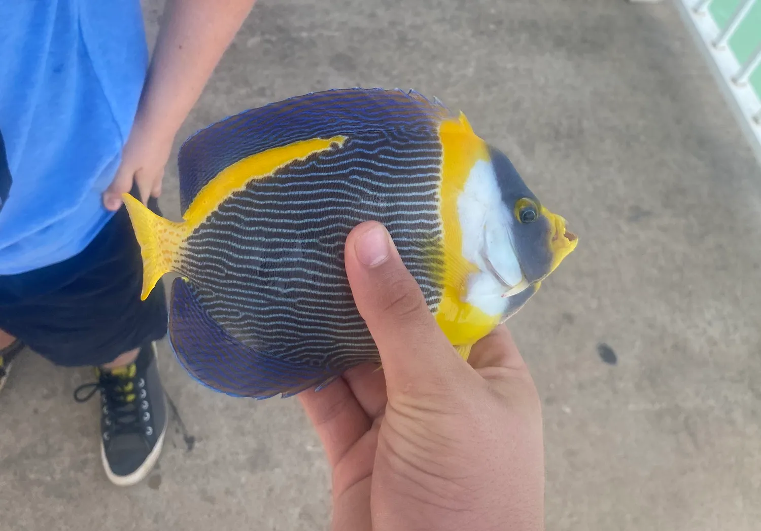 Snubnose pompano