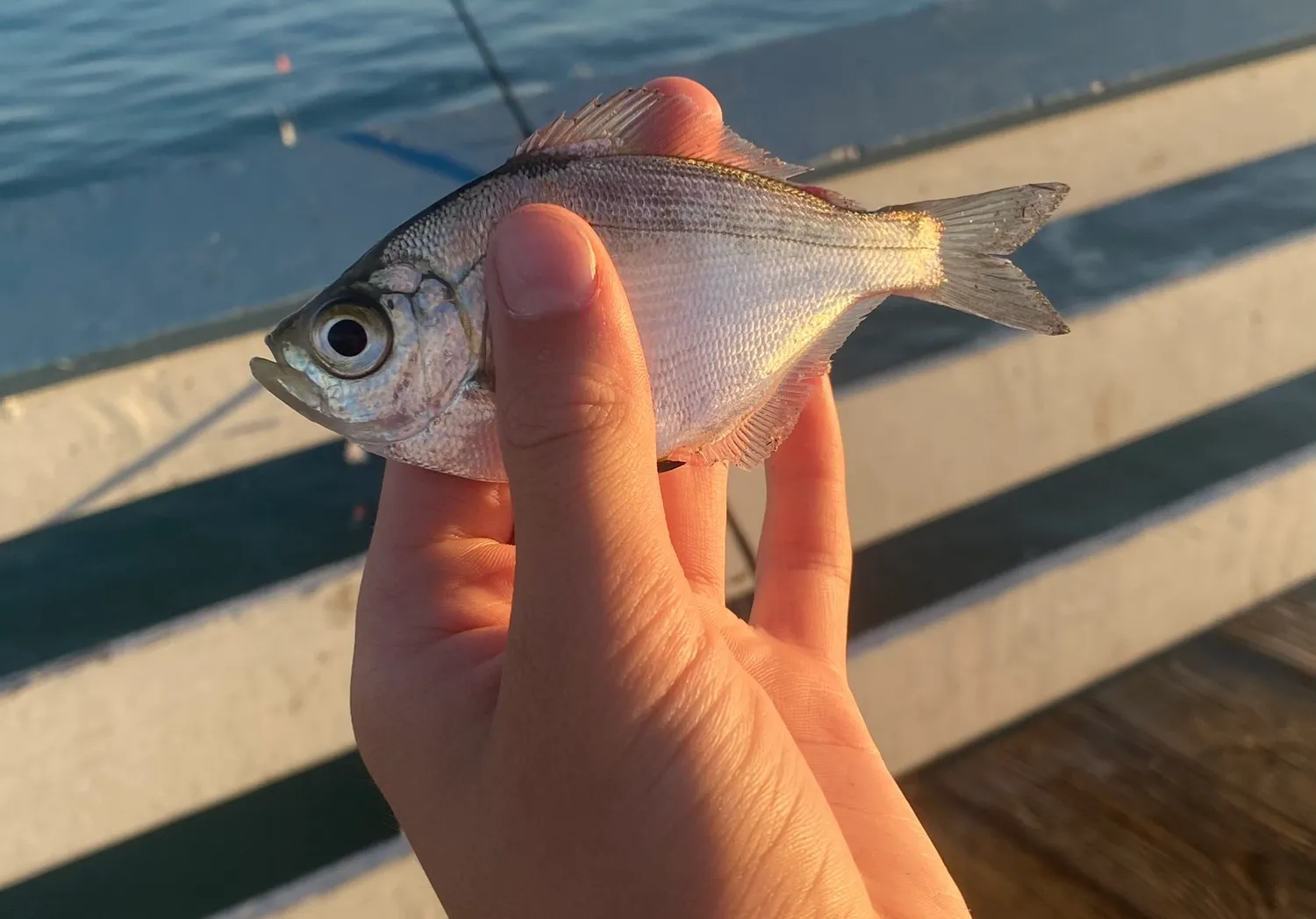 Carpenter seabream