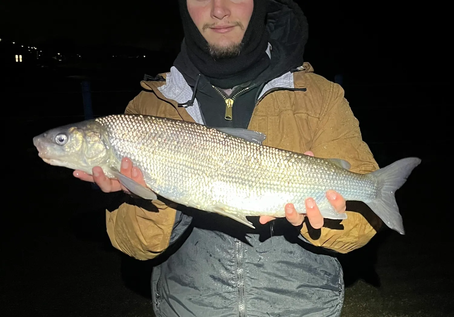 Lake whitefish