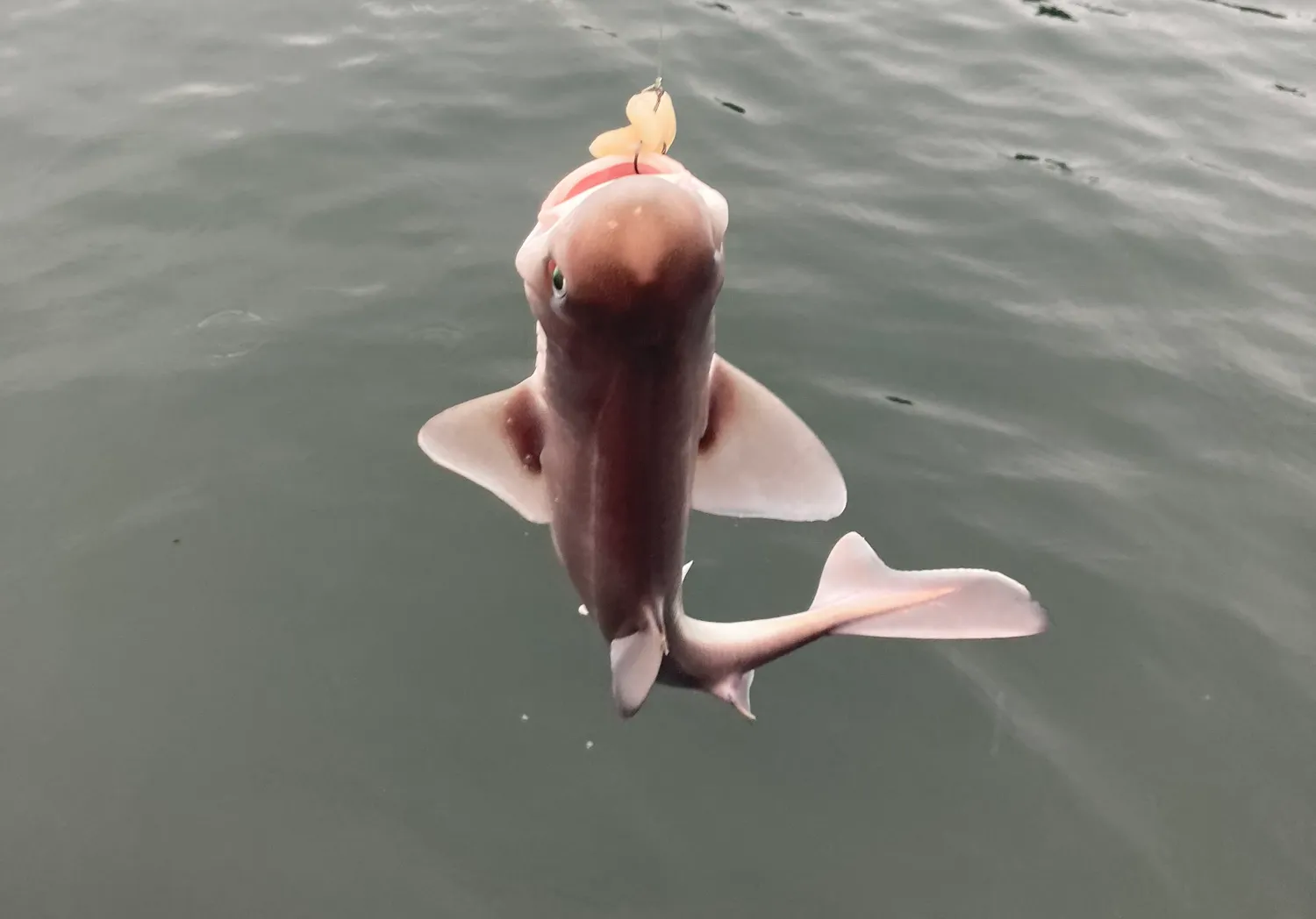 Pacific spiny dogfish