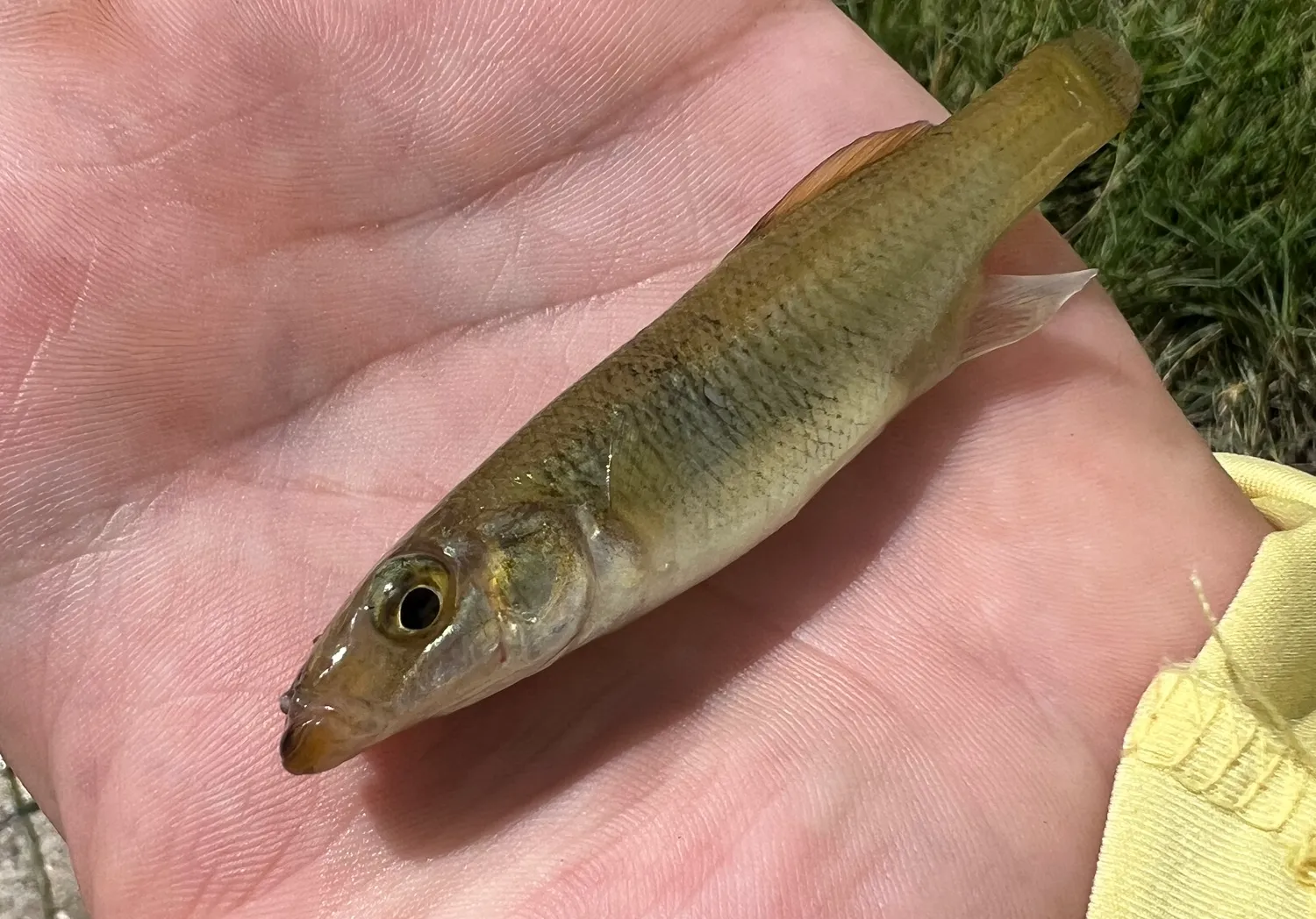 Seminole killifish