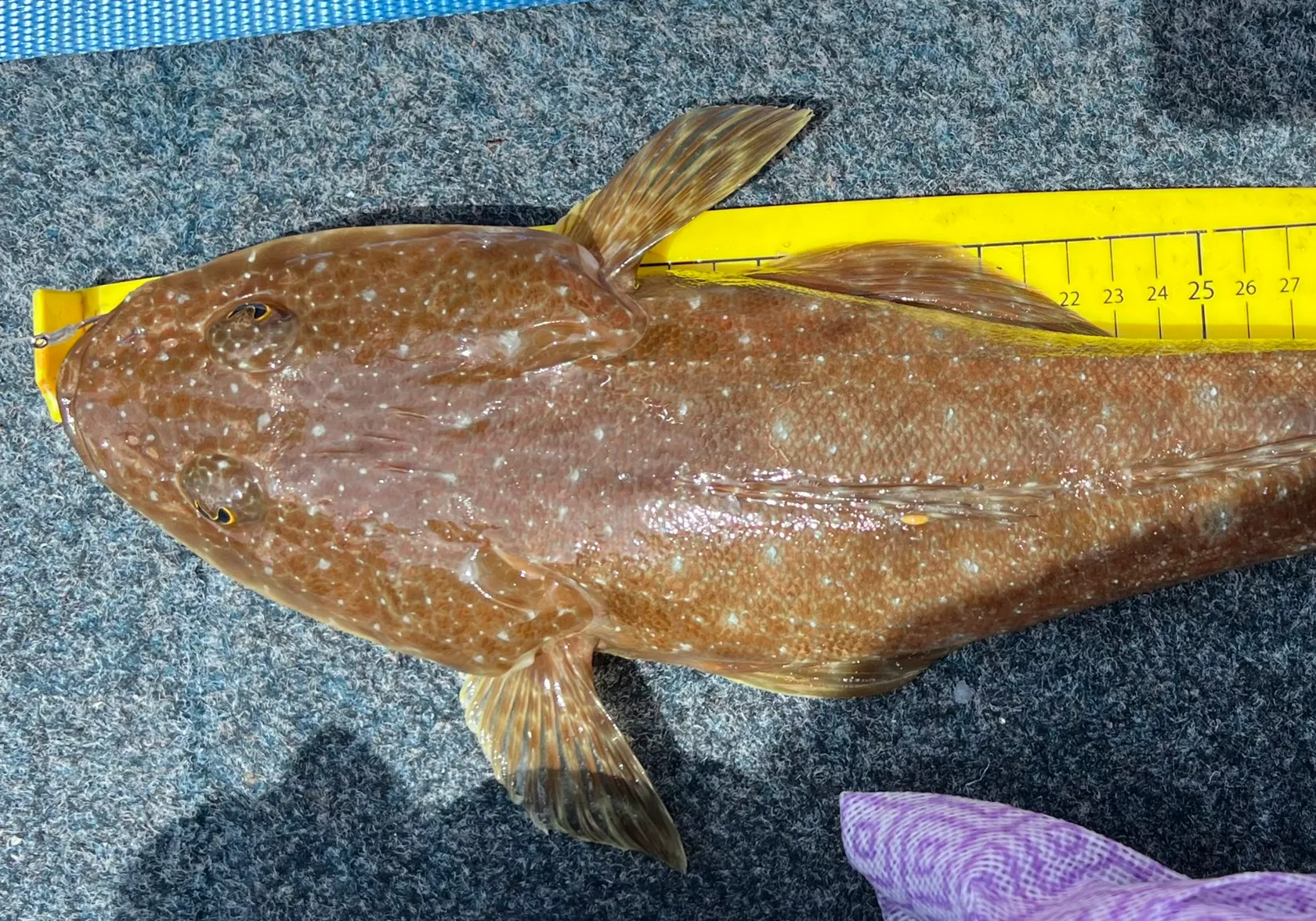 Blue-spotted flathead