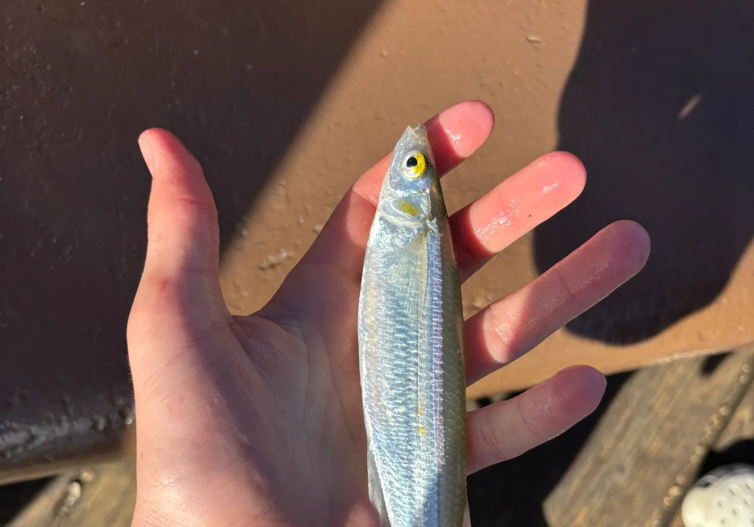 Surf smelt