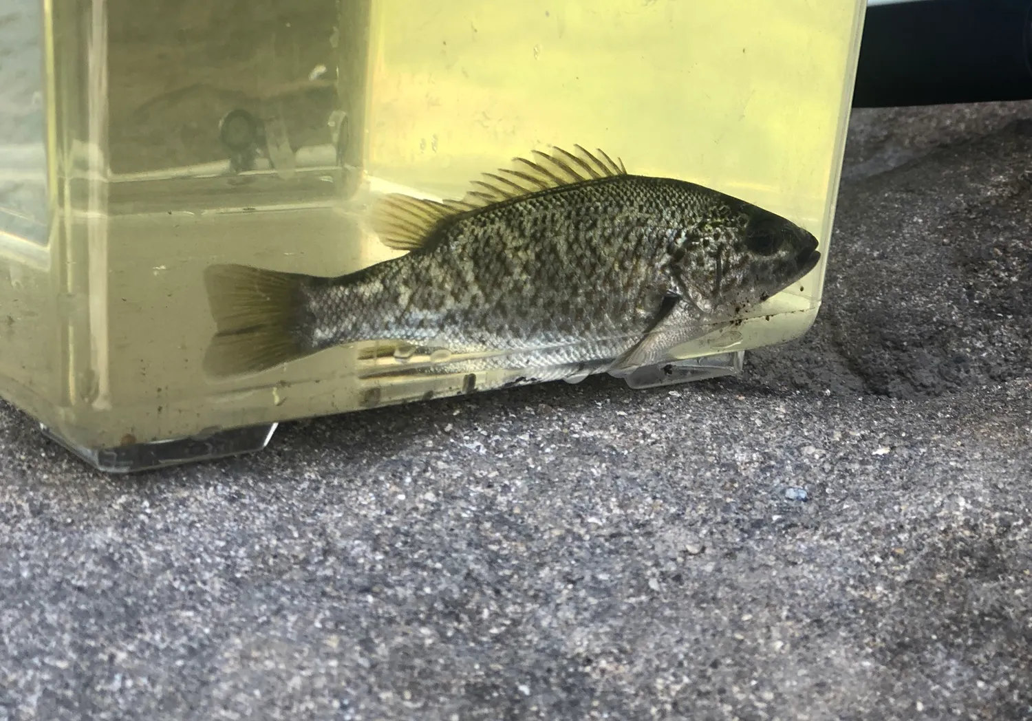 Spangled perch