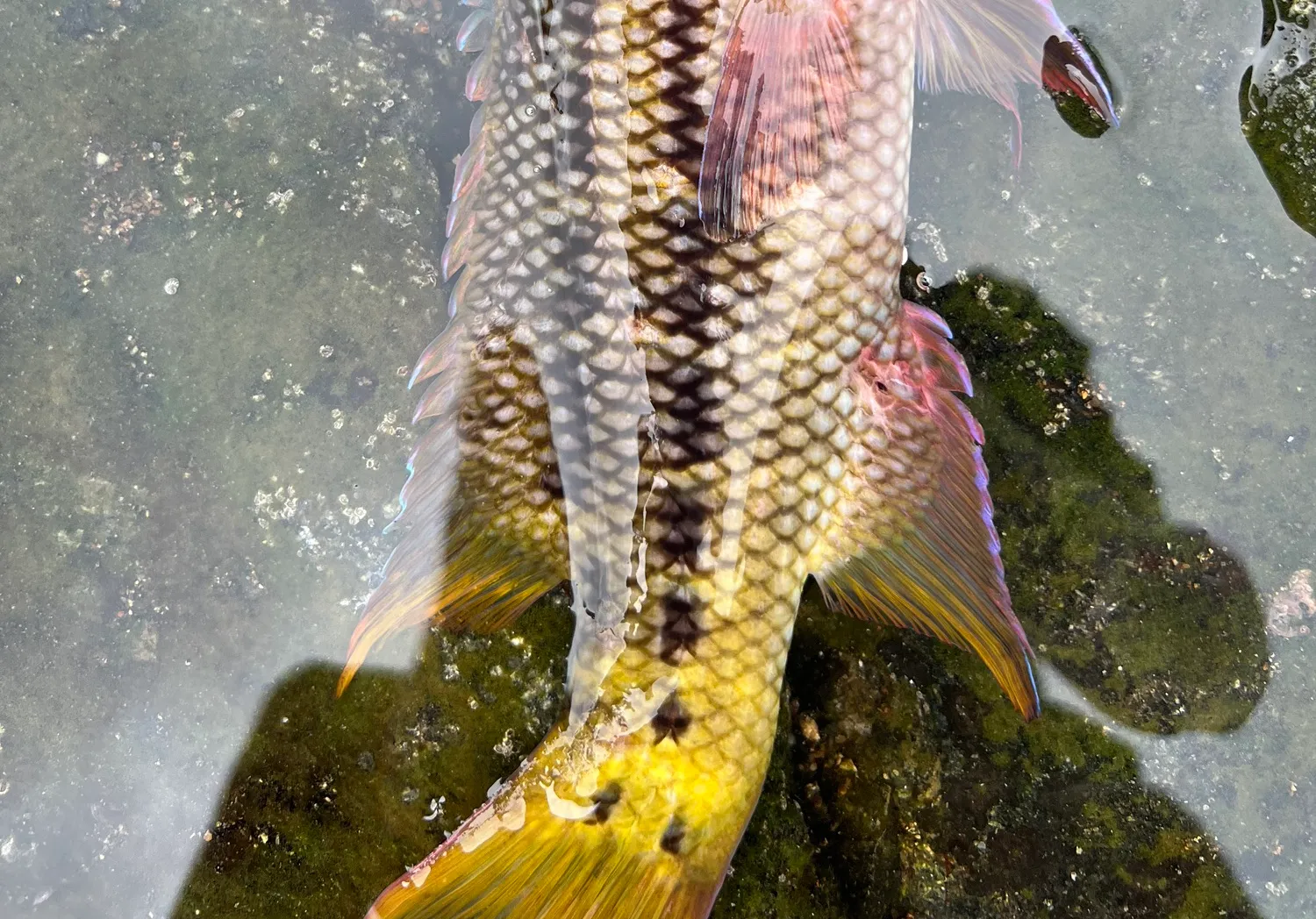 Tripletail wrasse