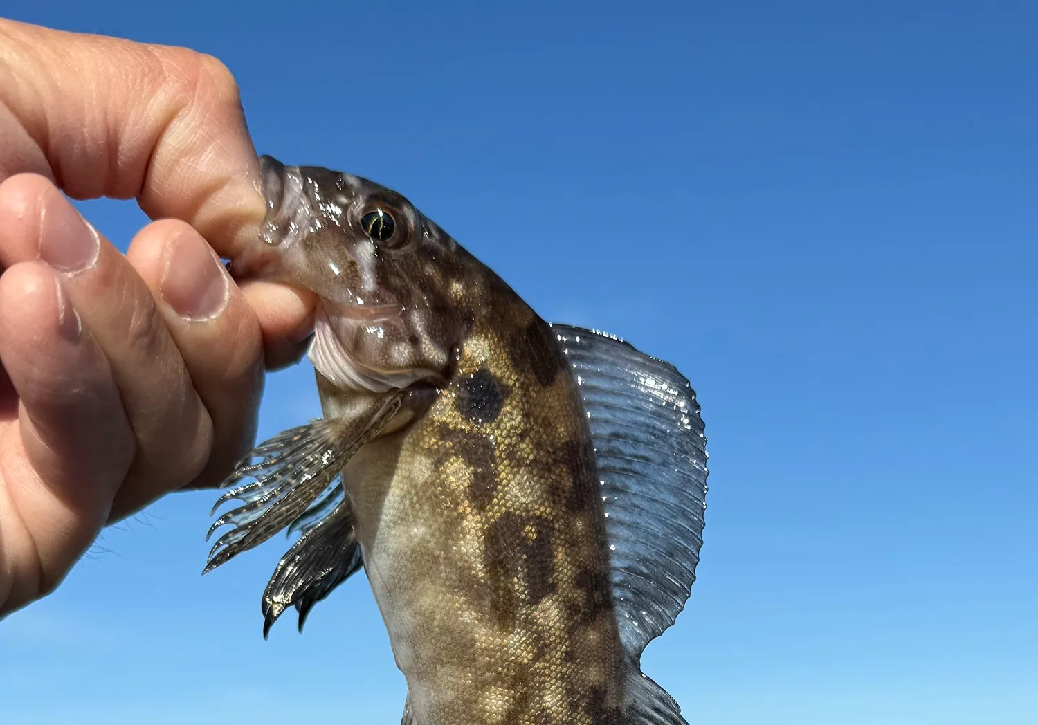 Whitespotted greenling