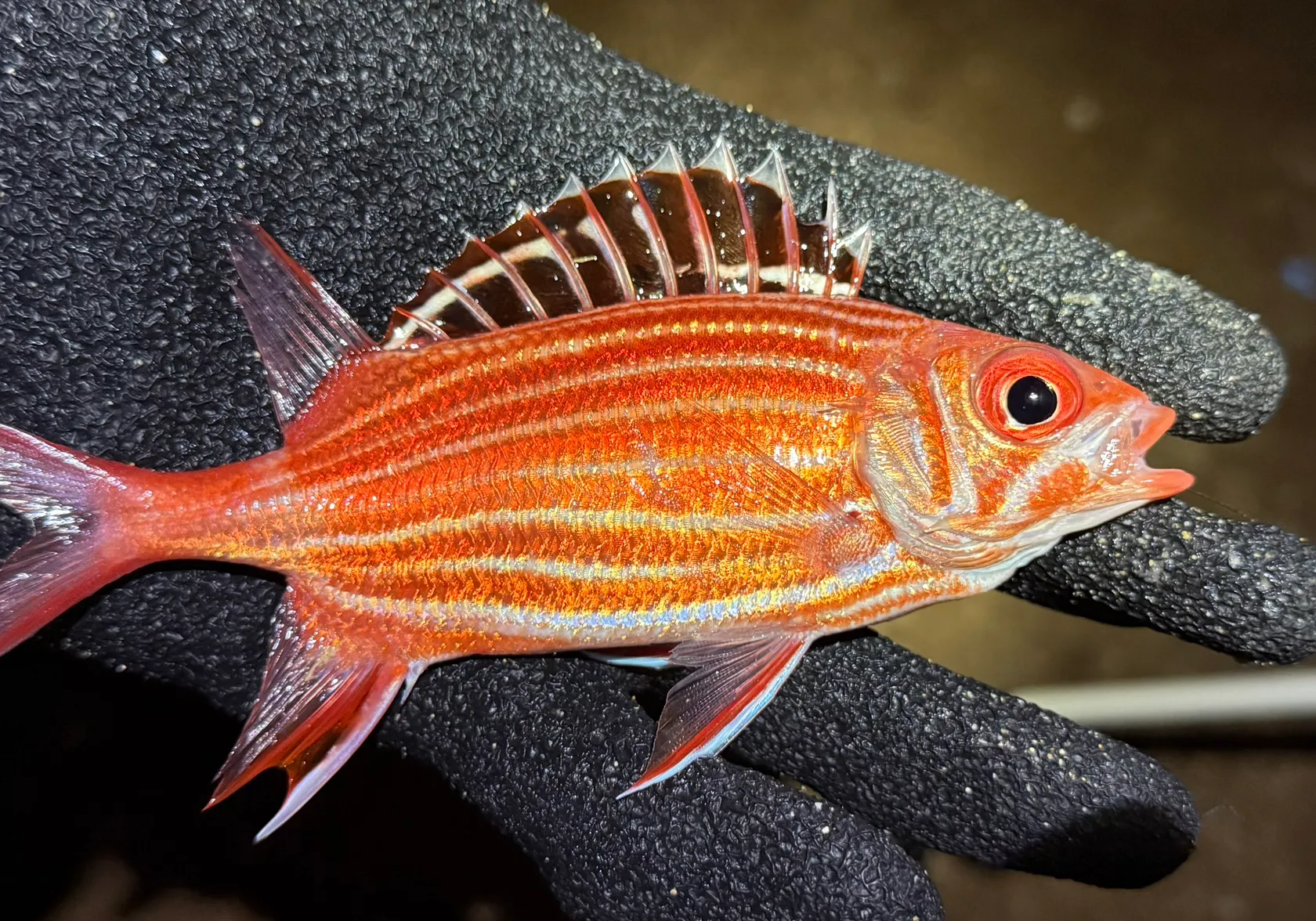 Squirrelfish