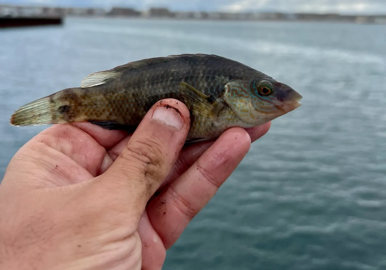 Corkwing wrasse