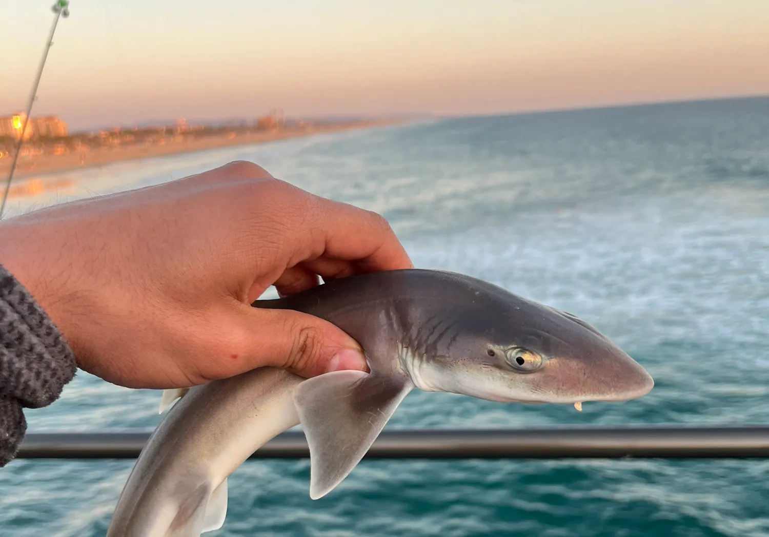 Grey smooth-hound