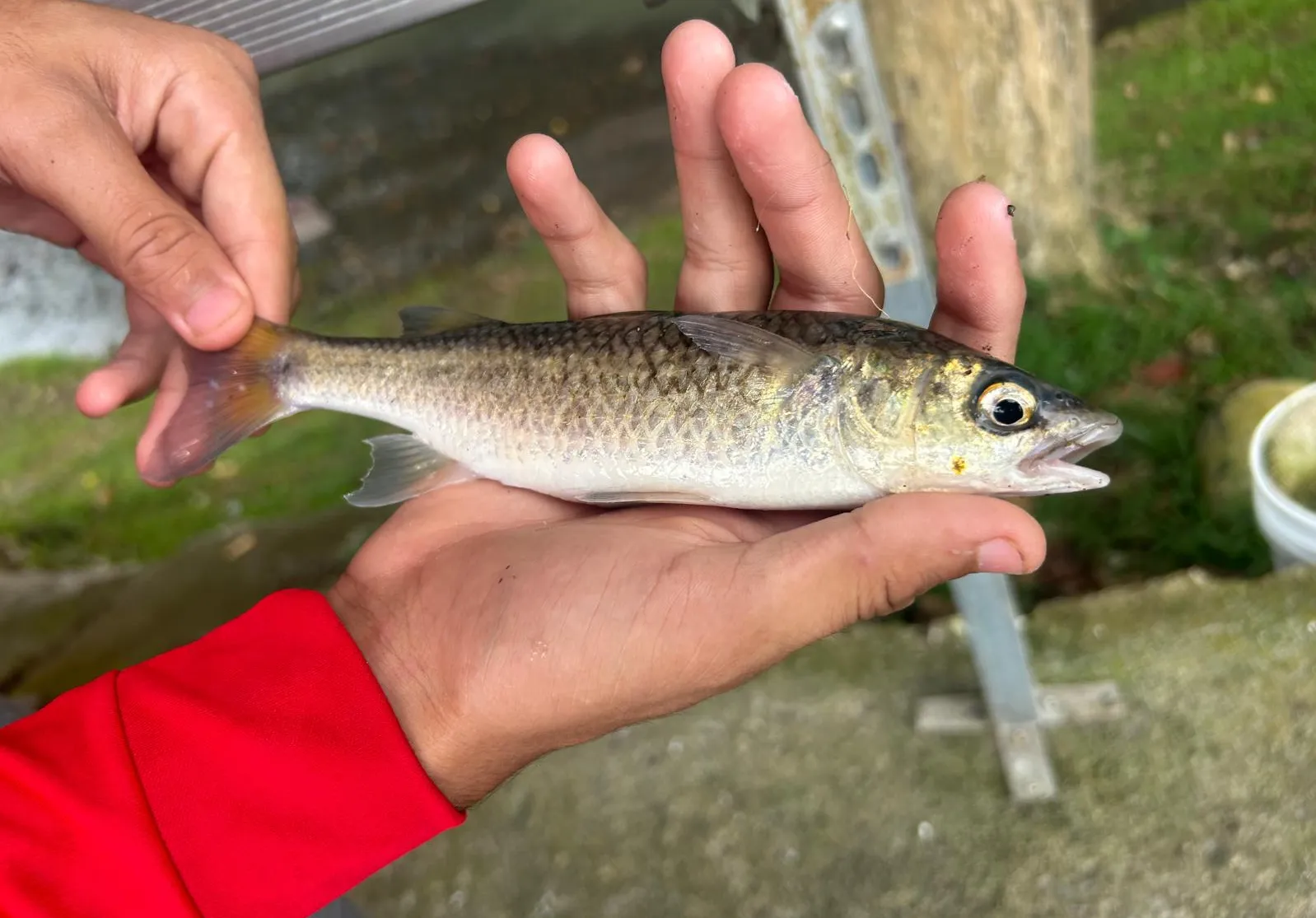 South African striped mullet