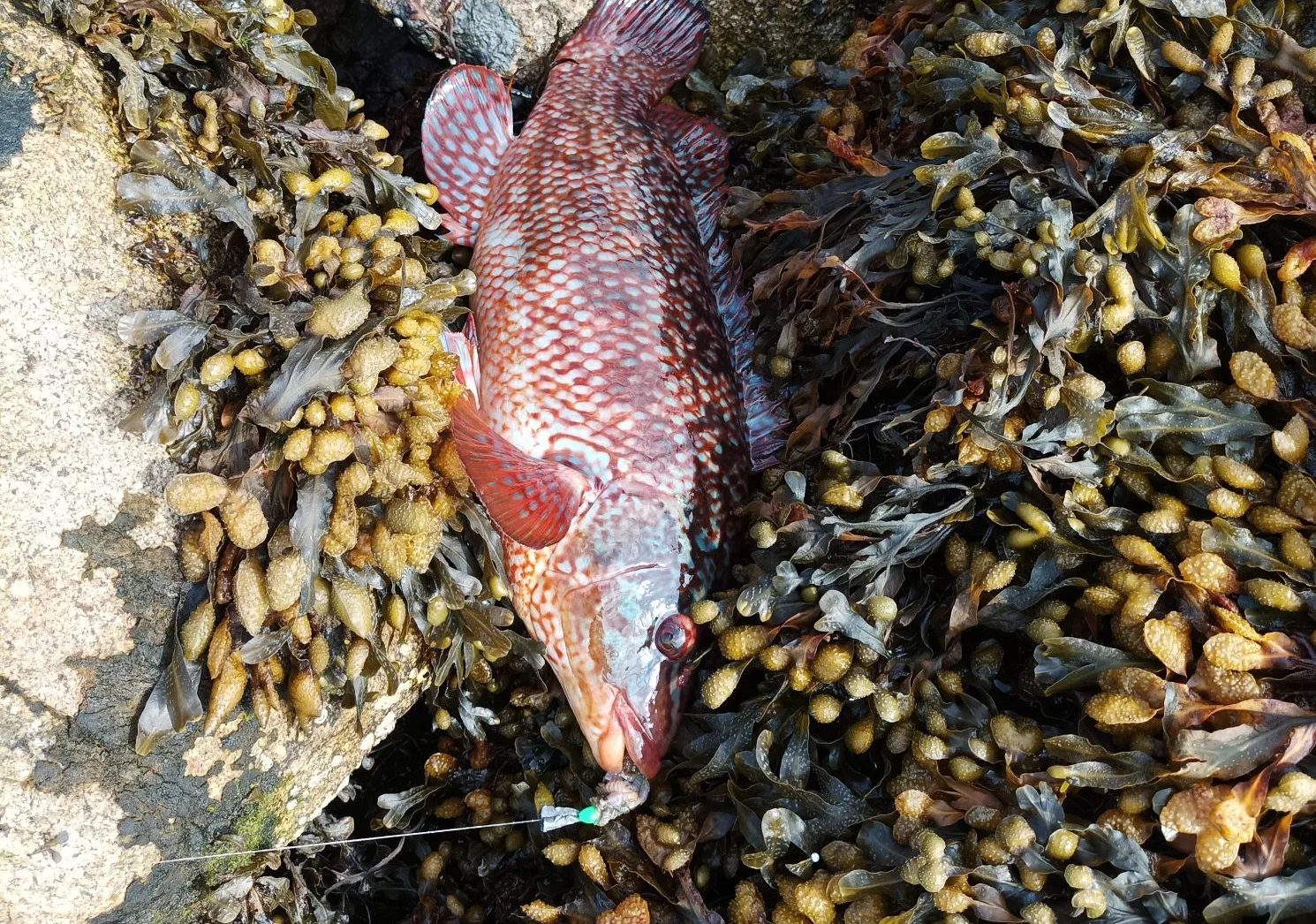 Cuckoo wrasse