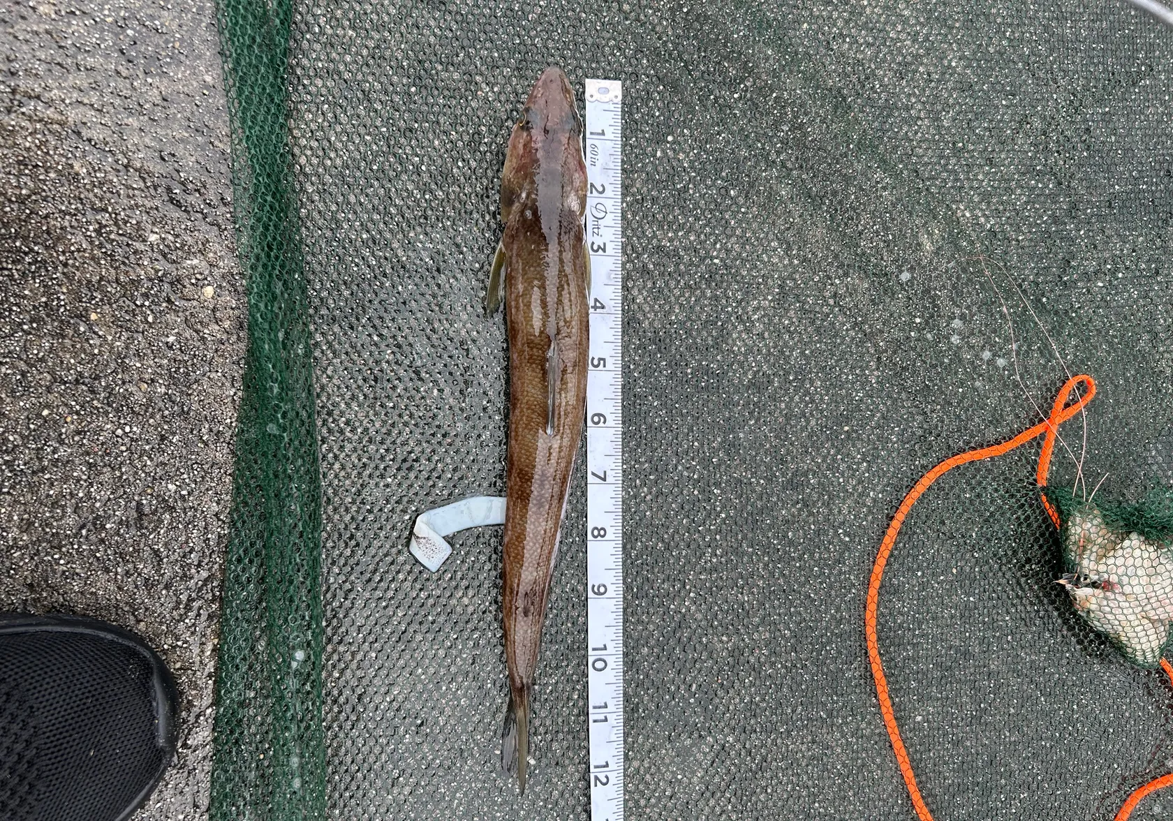 California lizardfish