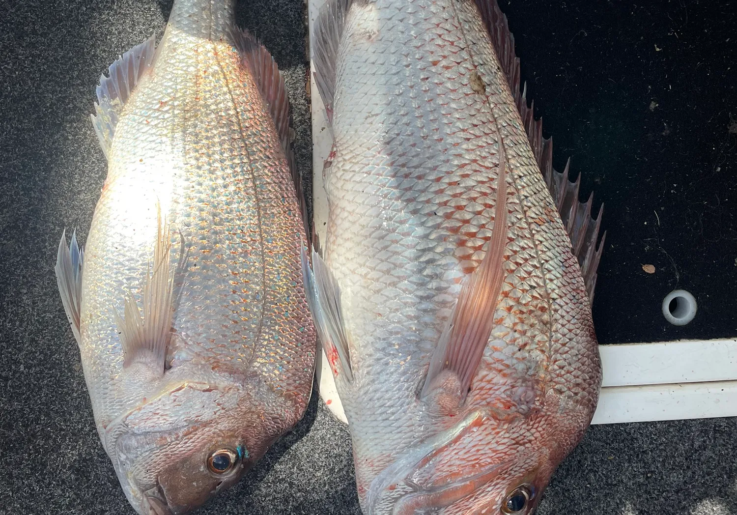 Australasian snapper