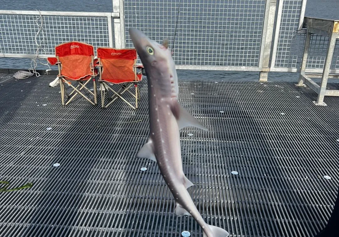 Pacific spiny dogfish