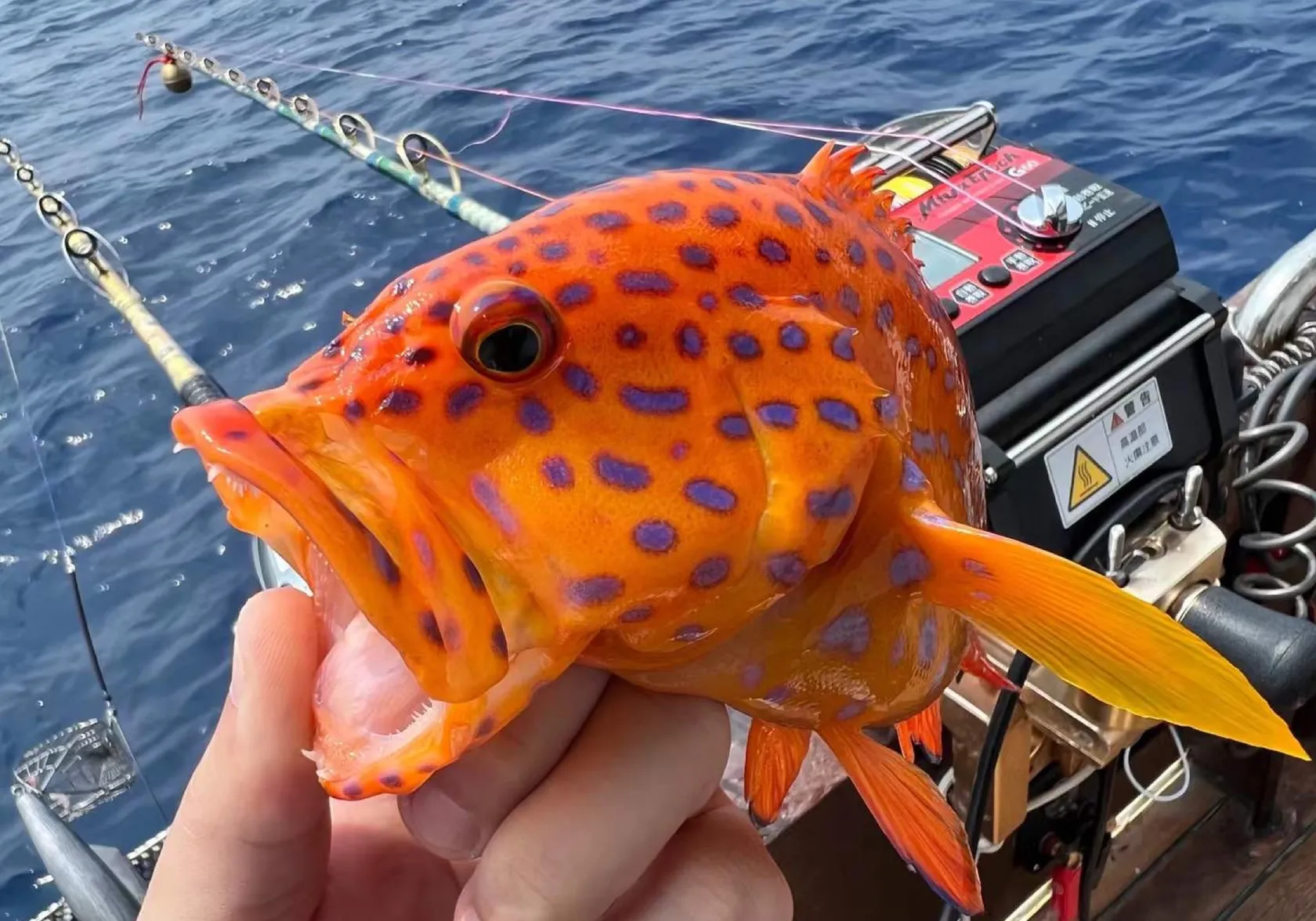 Spotted coralgrouper