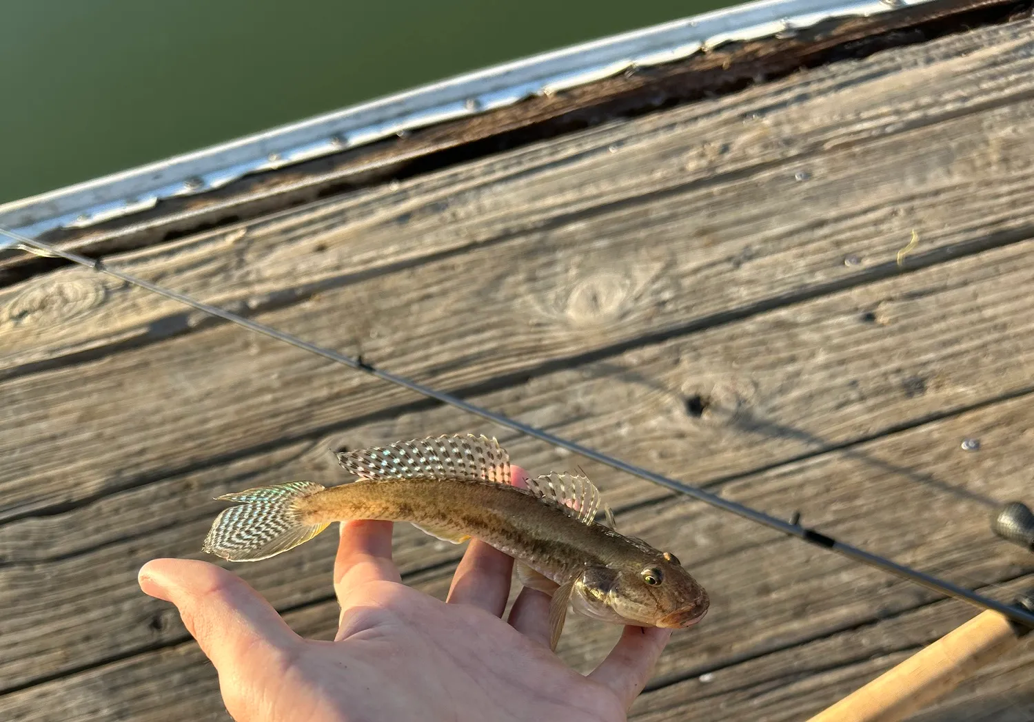 Common goby