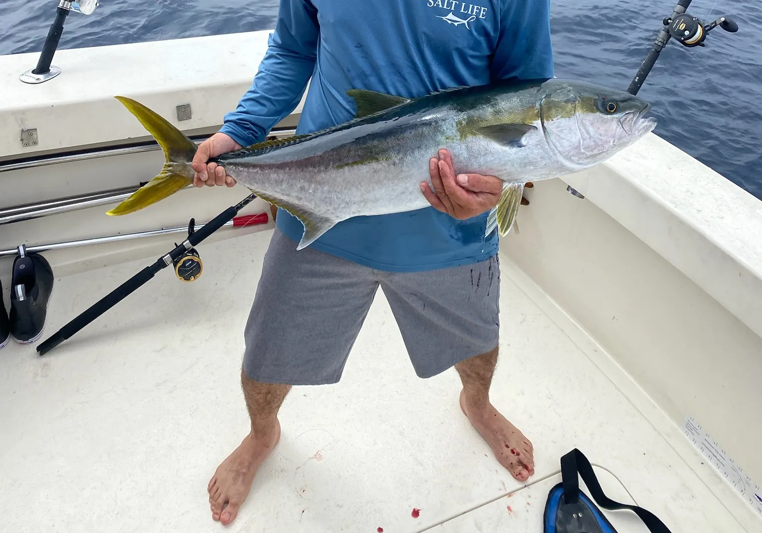 California yellowtail amberjack