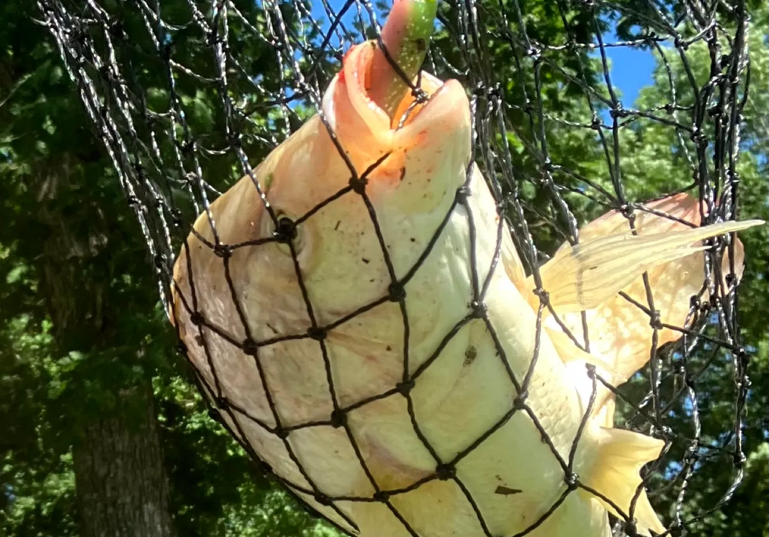 Japanese white crucian carp