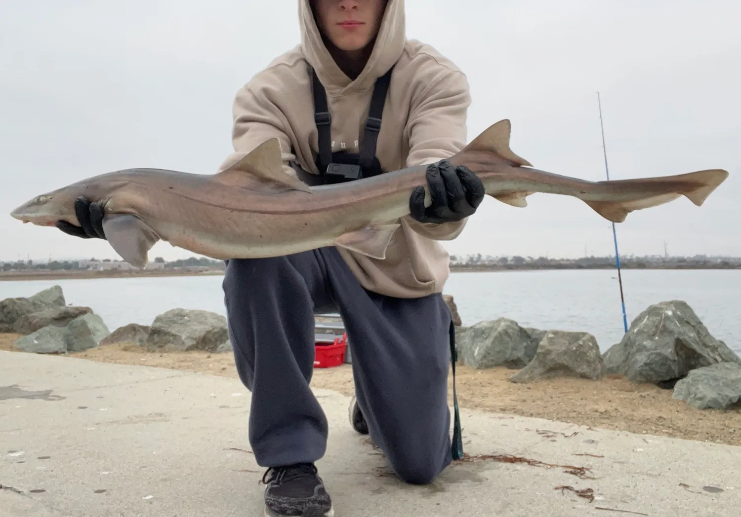 Brown smooth-hound