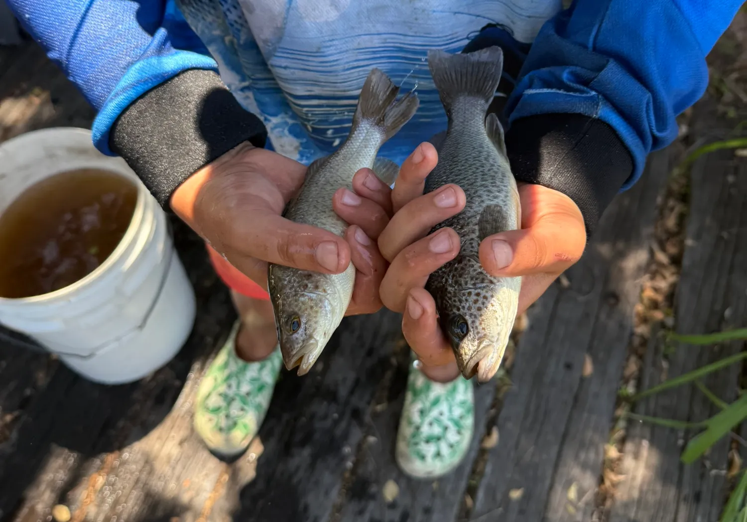 Spangled perch