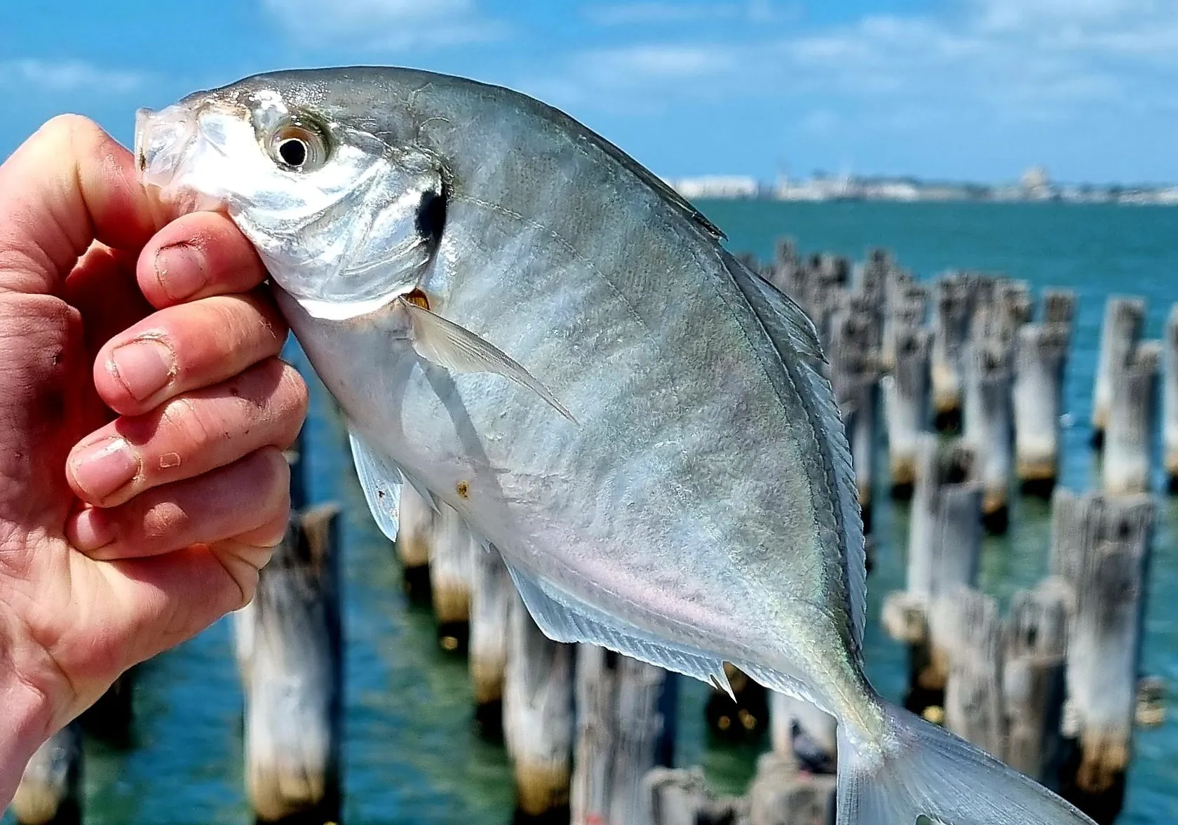 White trevally