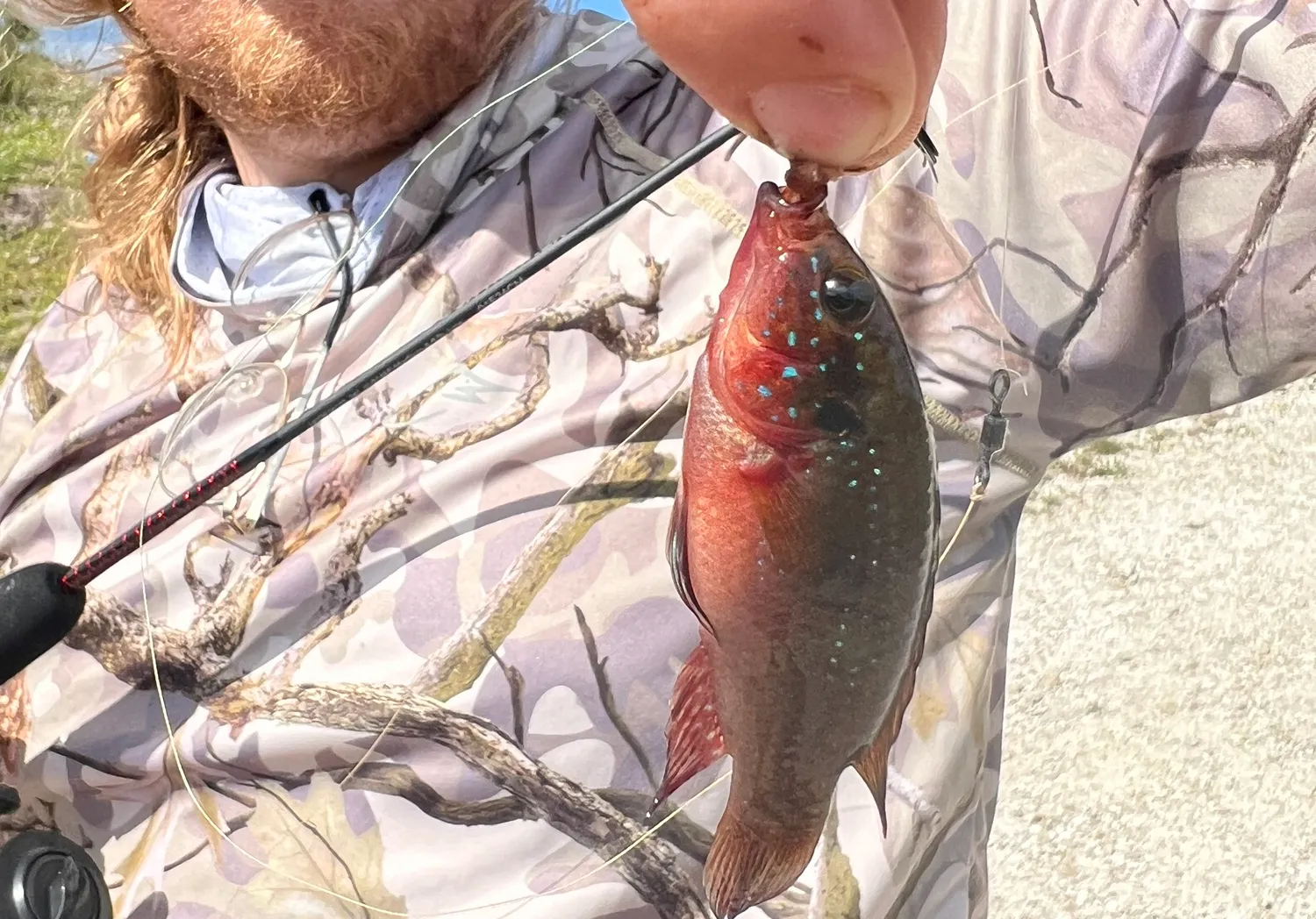 African Jewelfish