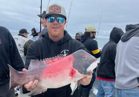 California sheephead