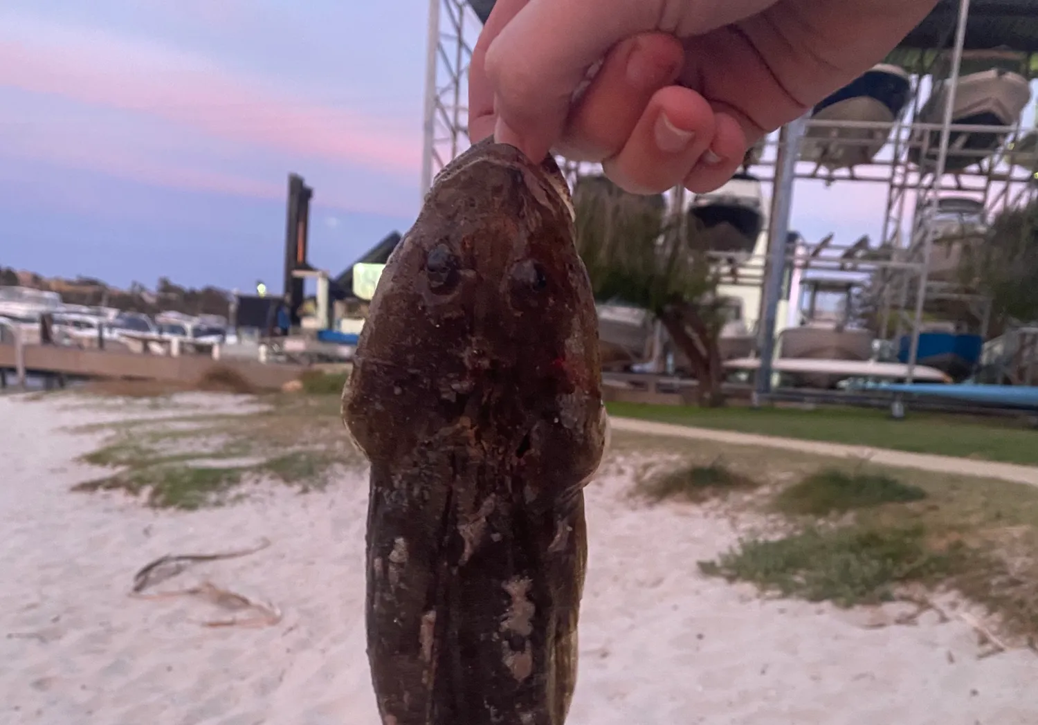 Fringe-eyed flathead