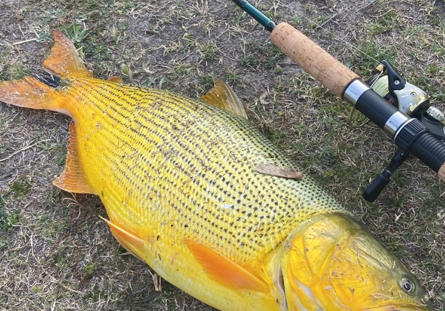 Golden dorado