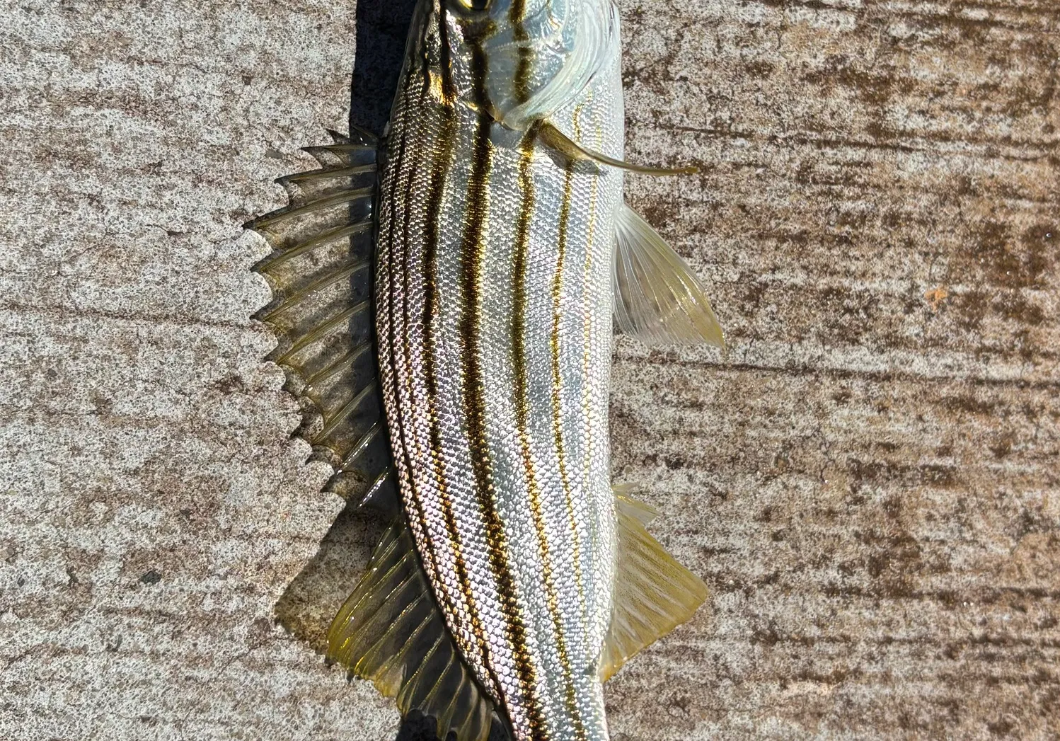 Western striped grunter