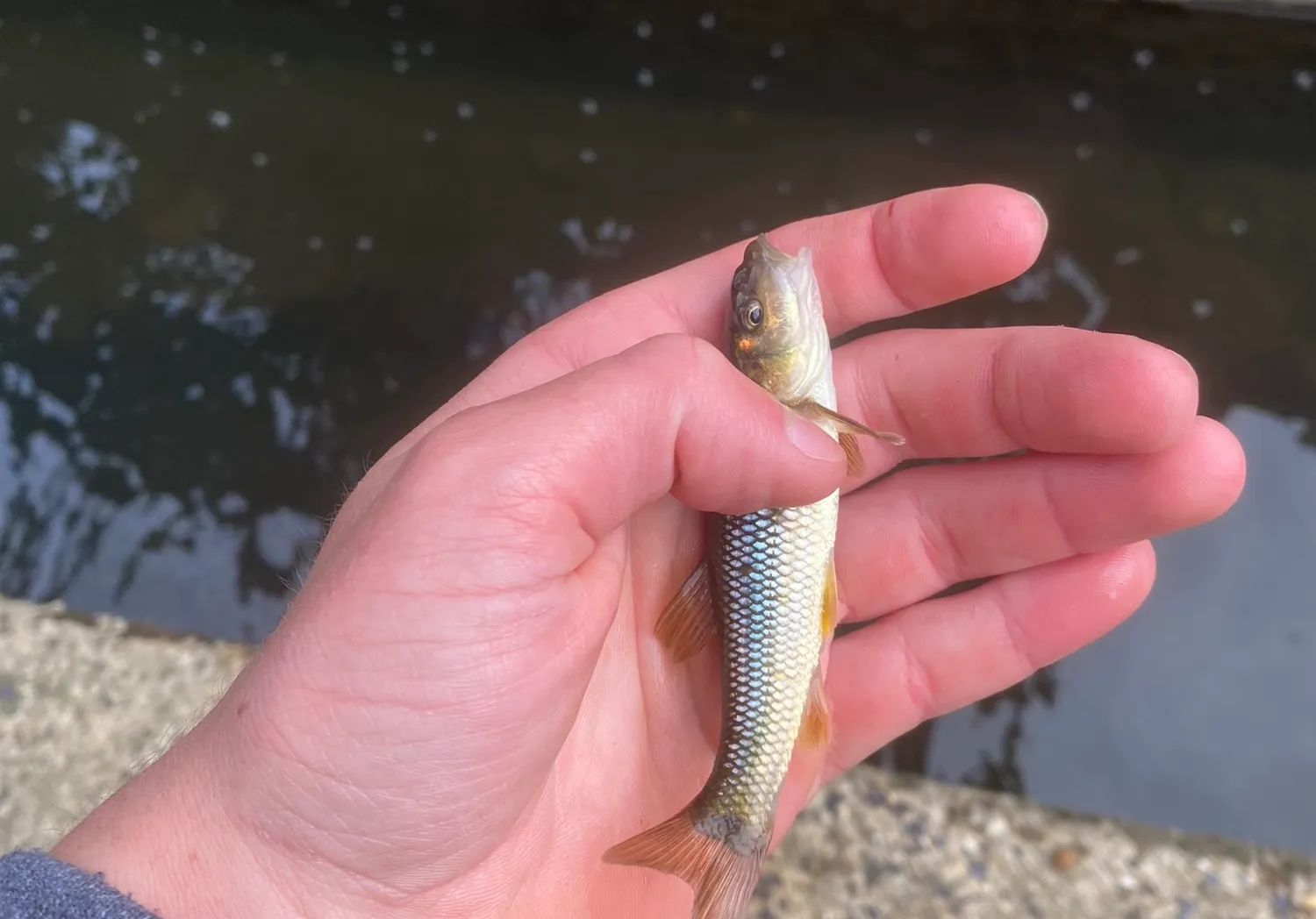 Hornyhead chub