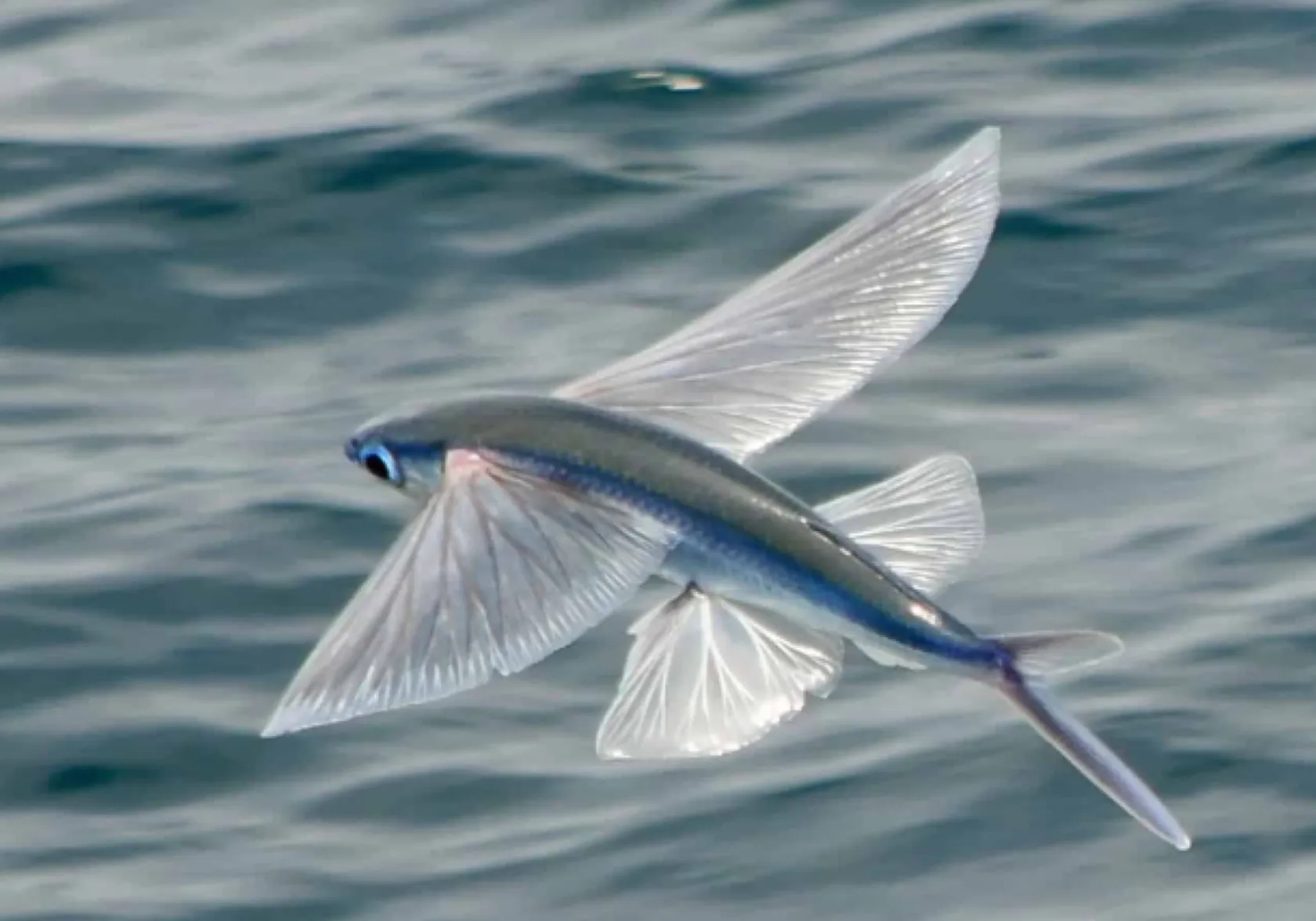 Sailfin flyingfish