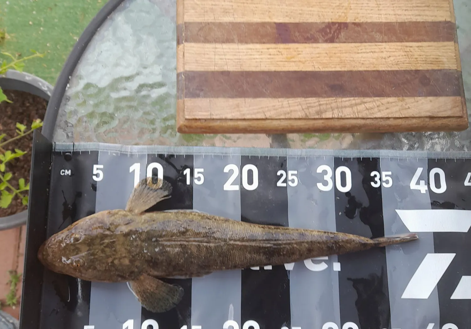 Bartail flathead