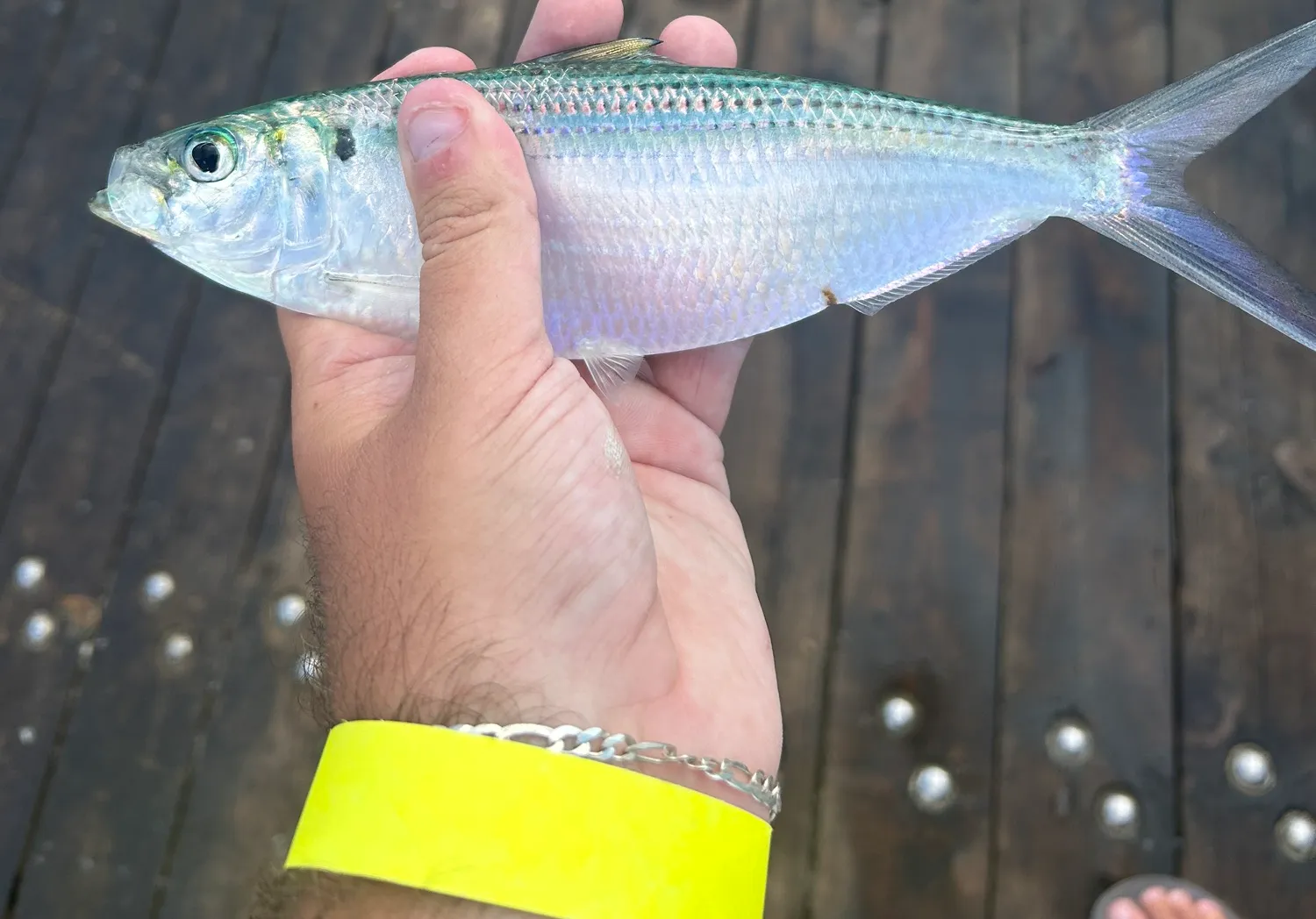 Atlantic thread herring