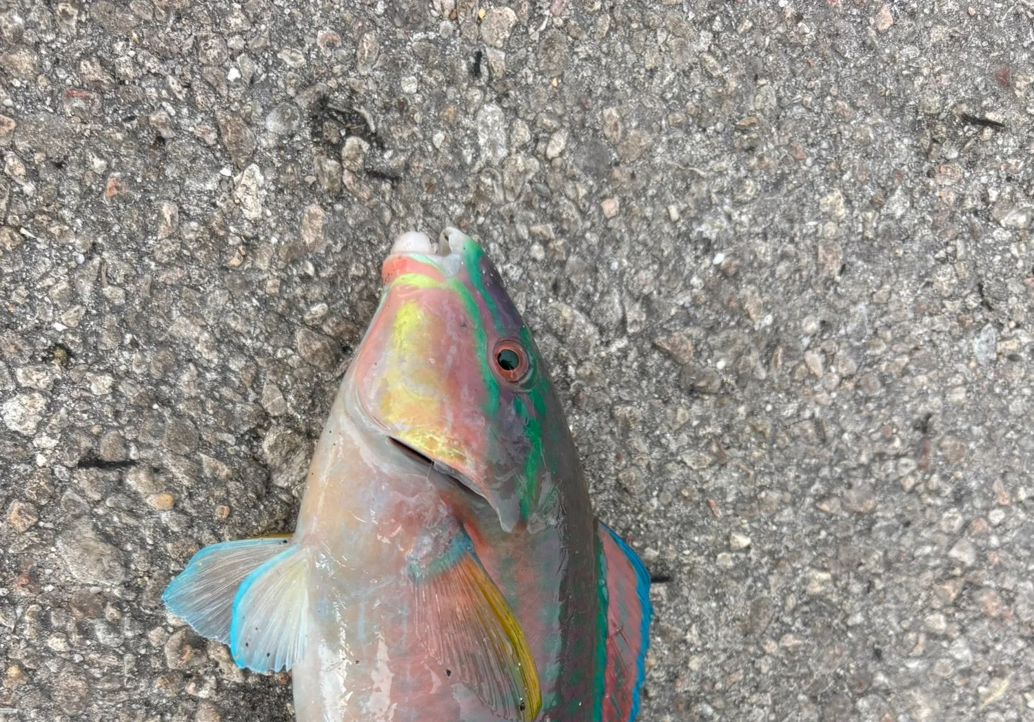 Queen parrotfish