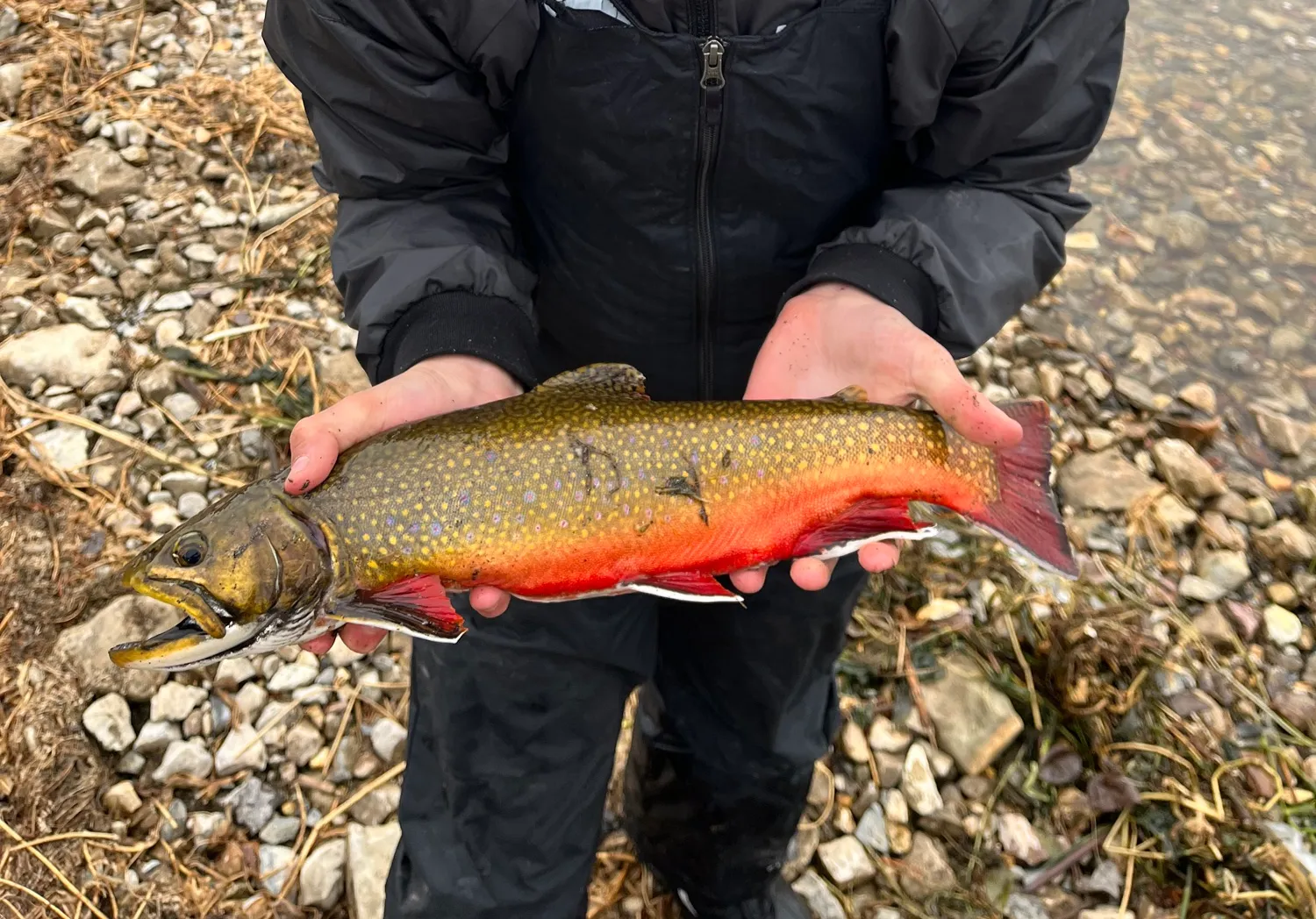 Kamloops trout