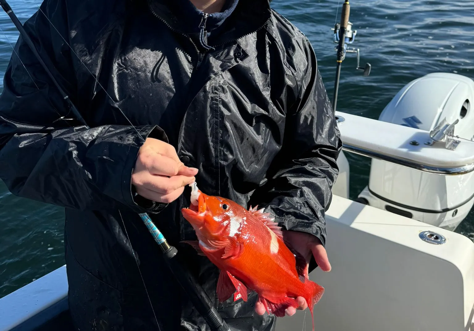 Blacktip grouper