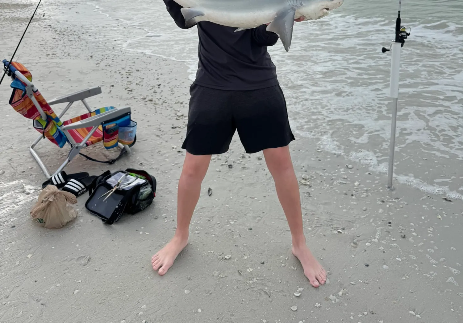 Bull shark