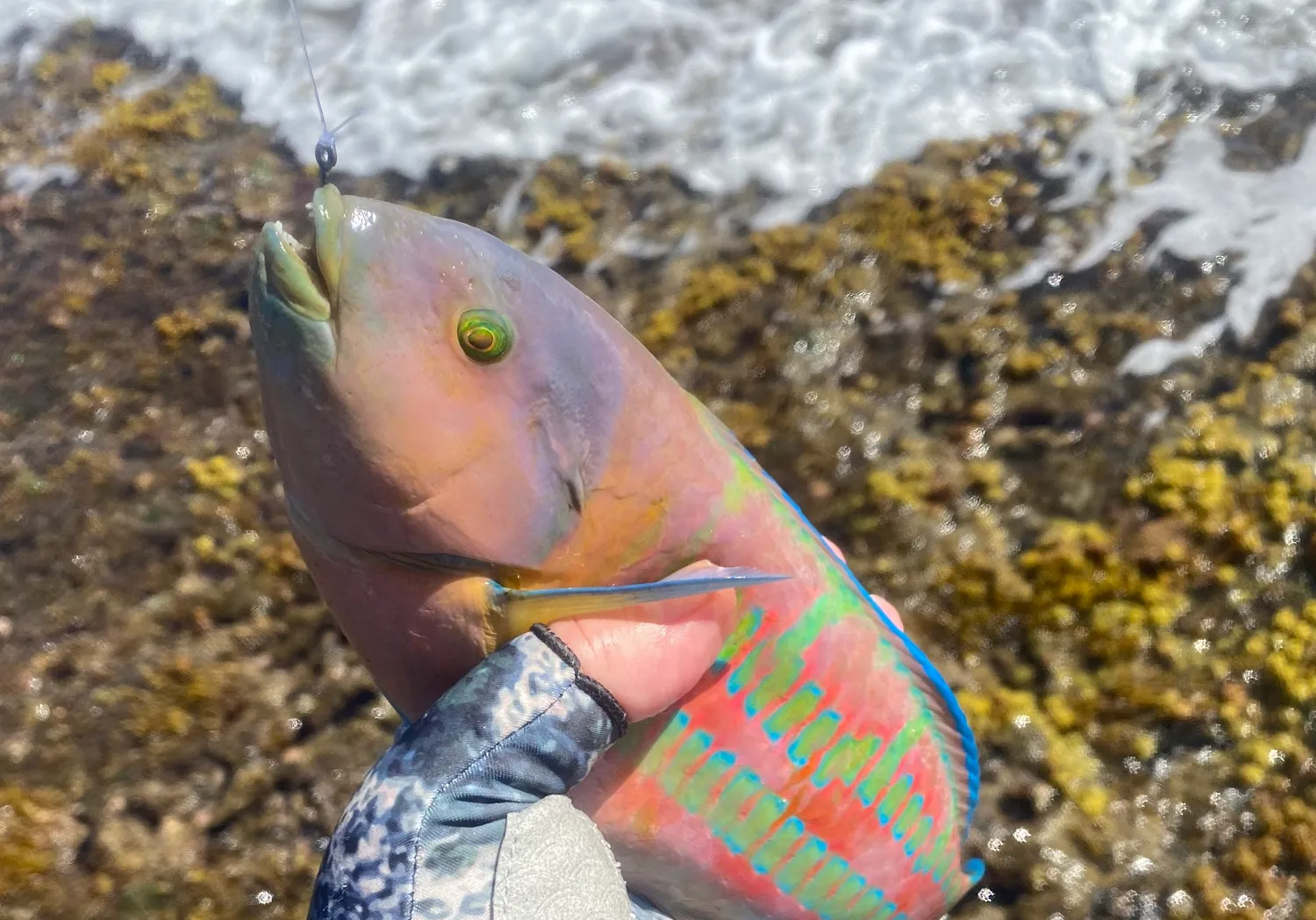 Ornate wrasse