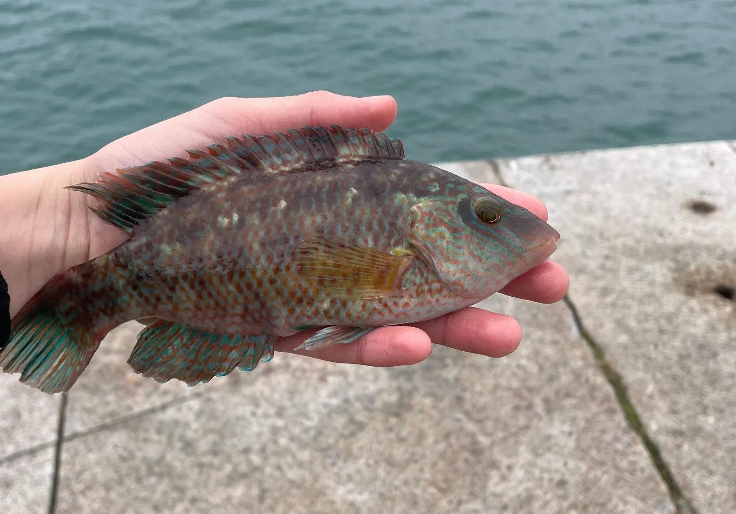 Corkwing wrasse