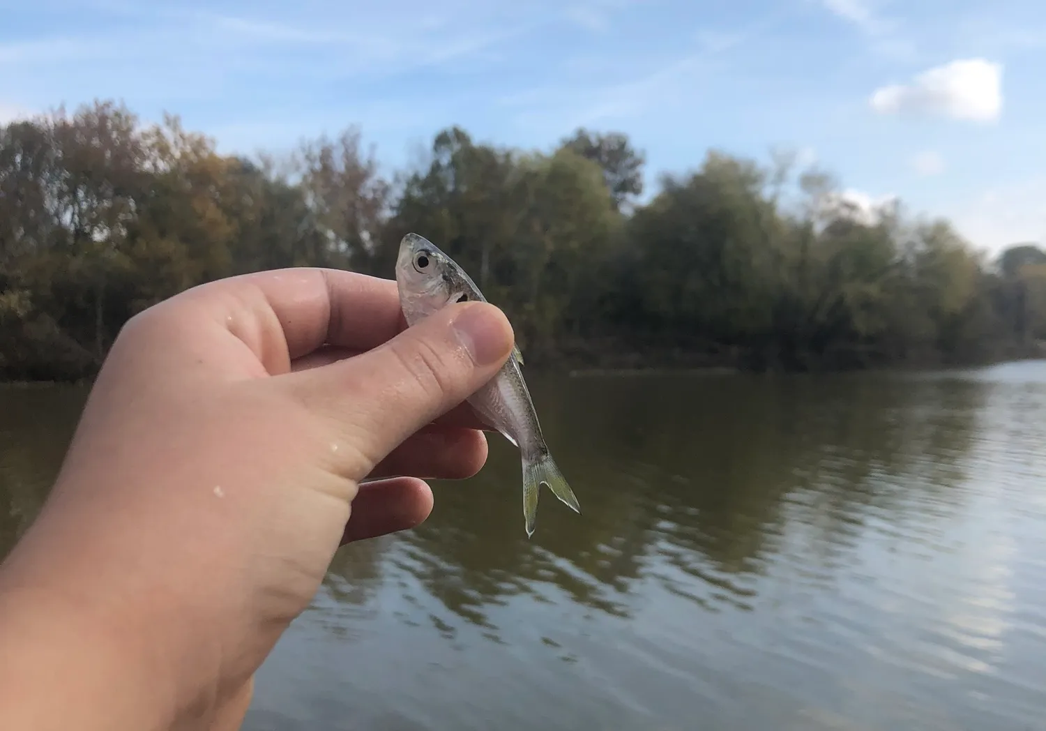 Threadfin shad