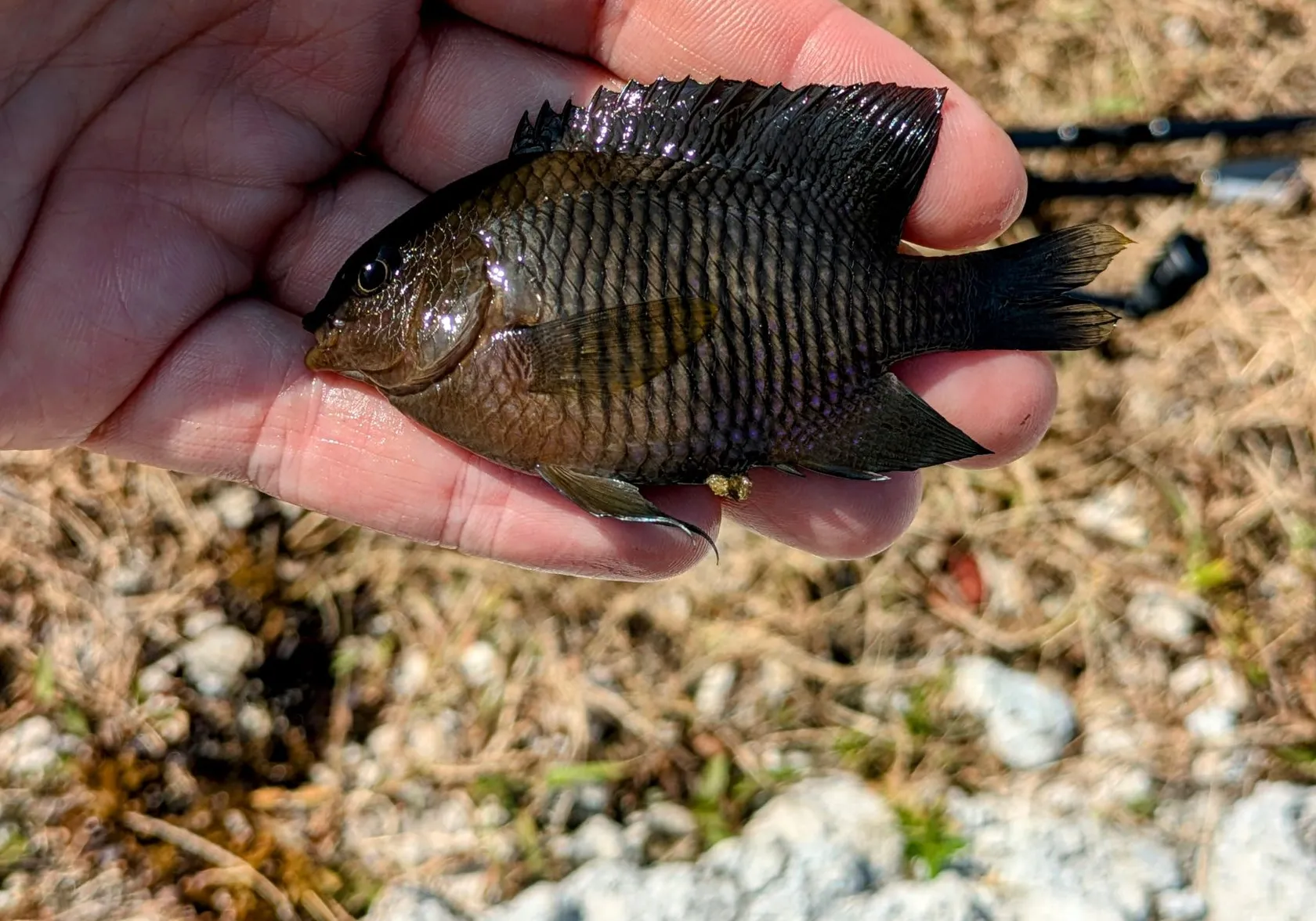 Dusky damselfish