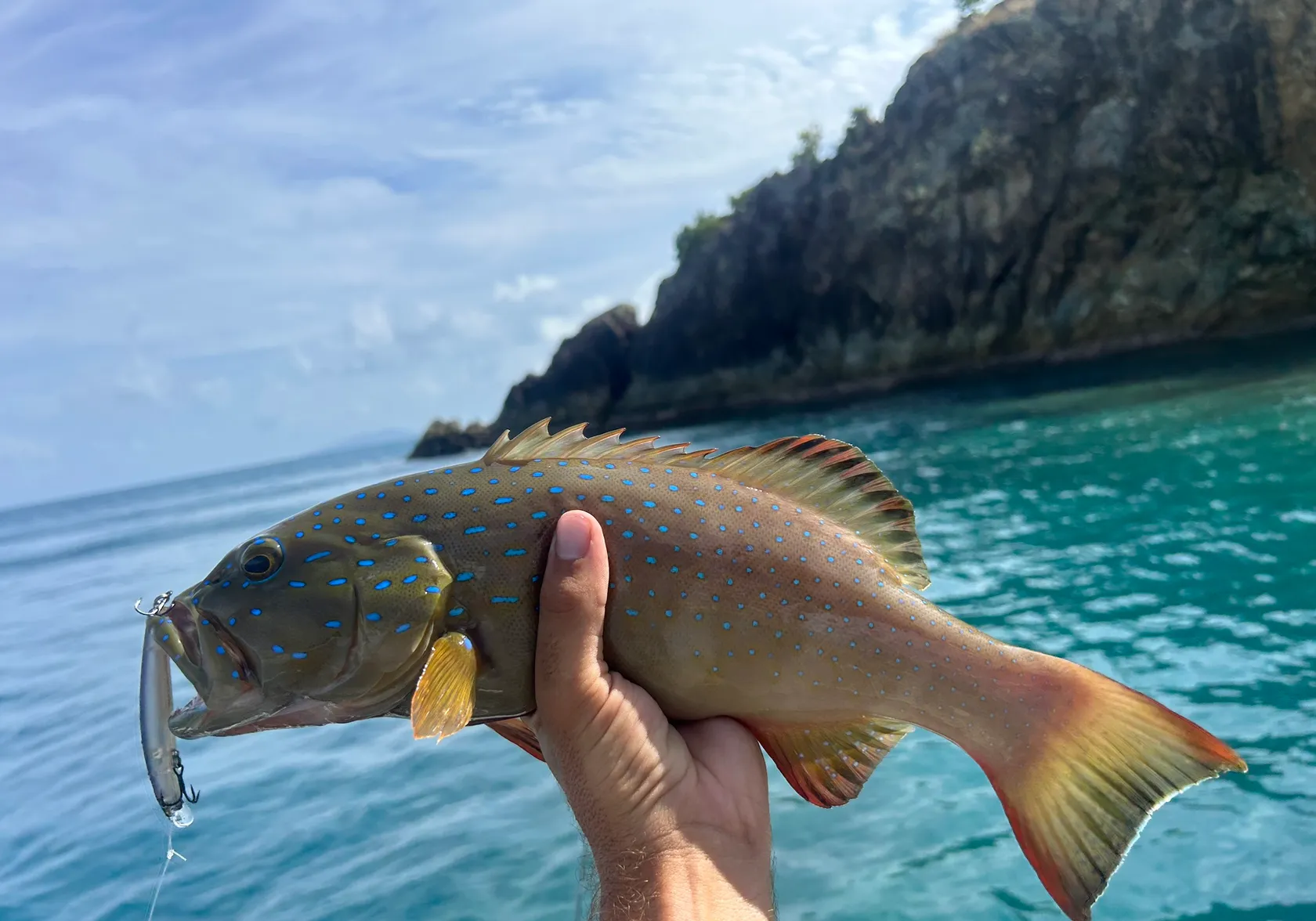 Spotted coralgrouper