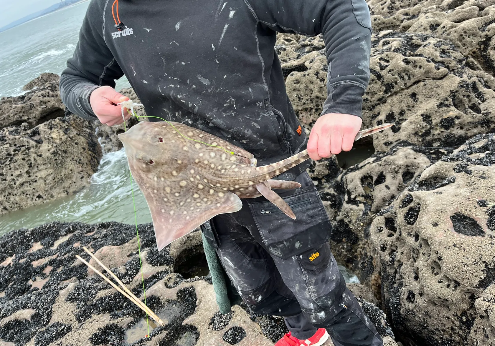 Thornback ray