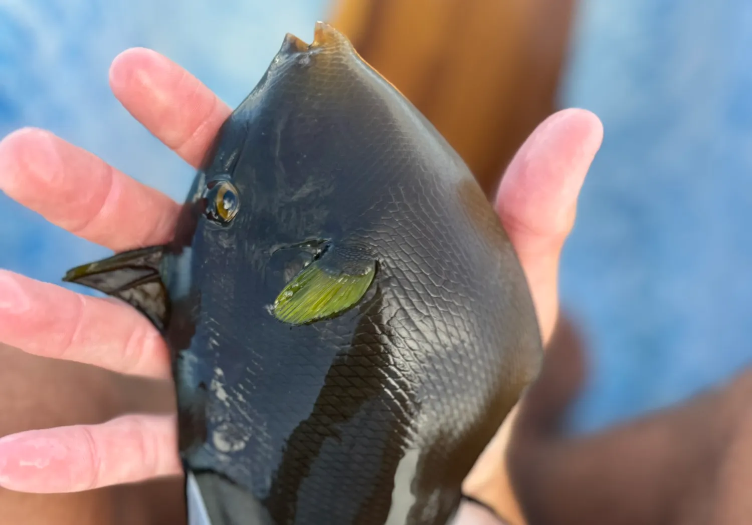 Pinktail triggerfish