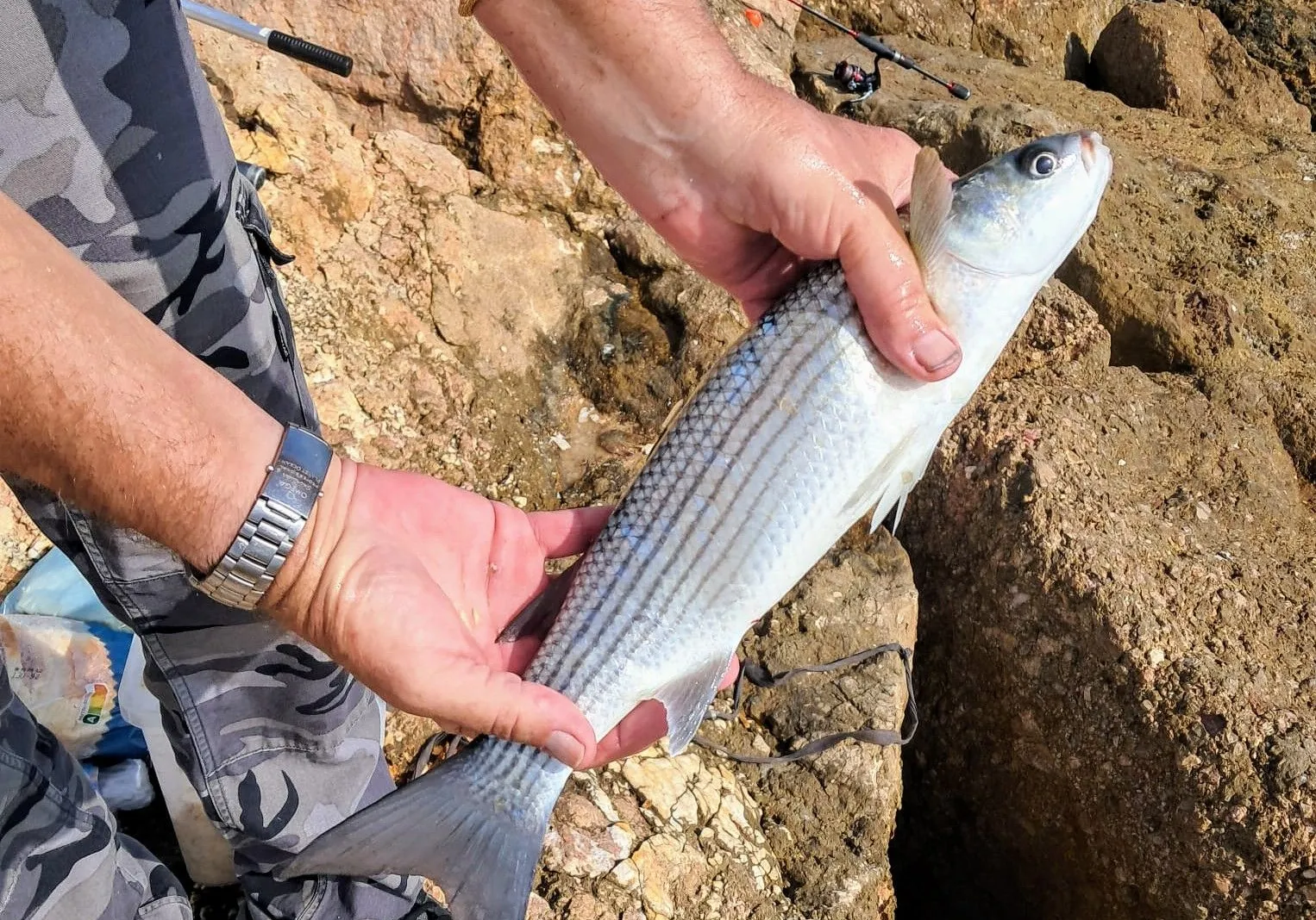 Golden grey mullet