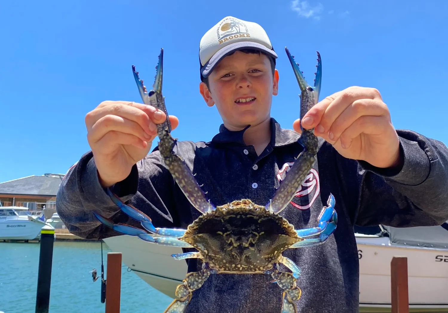 Blue swimmer crab