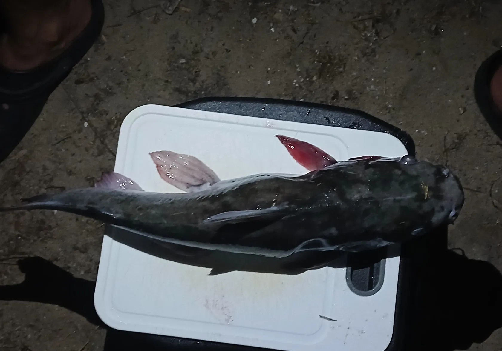 Hardhead sea catfish