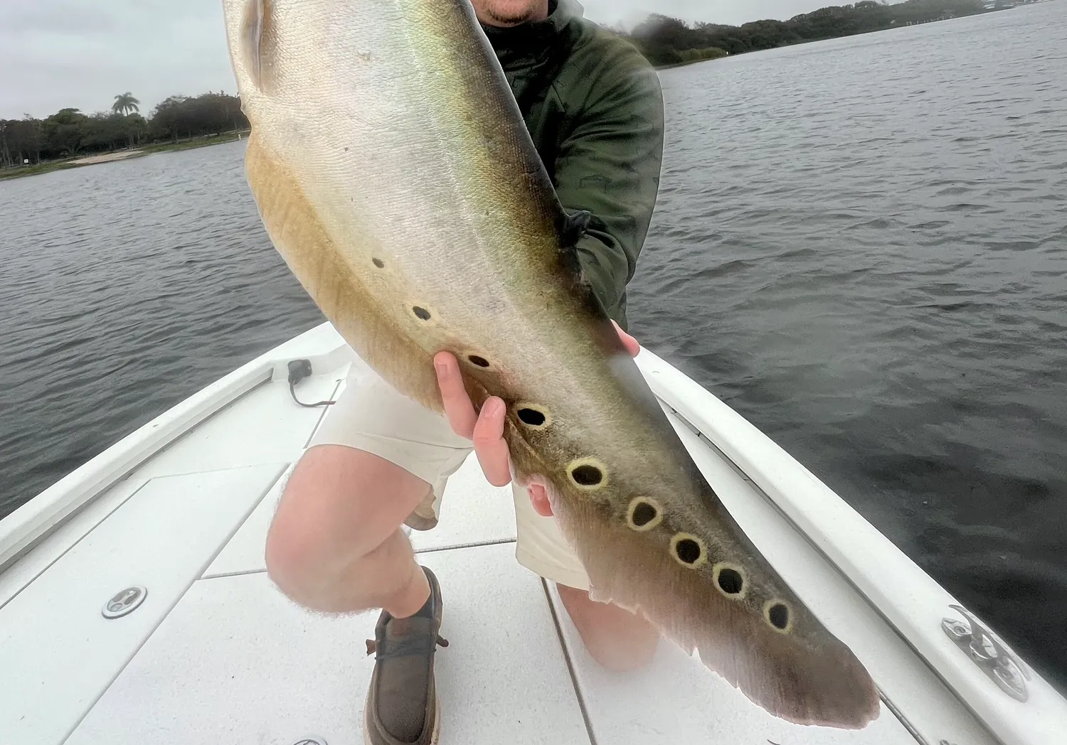 Clown knifefish